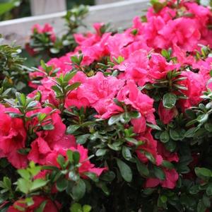 BLOOM-A-THON® HOT PINK AZALEA