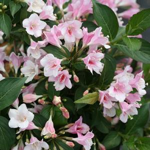 CZECHMARK TRILOGY® WEIGELA