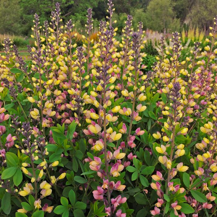 DECADENCE® DELUXE PINK LEMONADE FALSE INDIGO