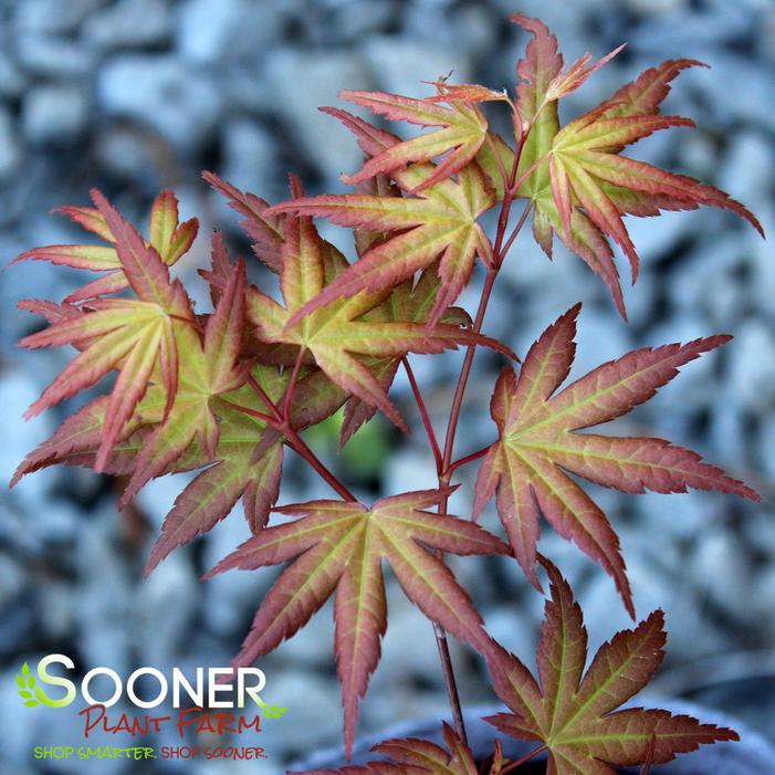 CORAL MAGIC UPRIGHT JAPANESE MAPLE