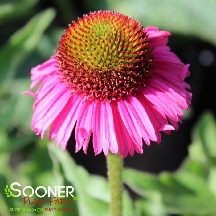 DELICIOUS CANDY CONEFLOWER