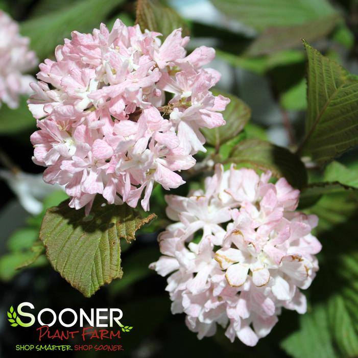 SPARKLING PINK CHAMPAGNE™ VIBURNUM