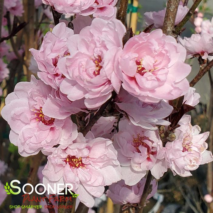 CORINTHIAN ROSE ORNAMENTAL COLUMNAR PEACH