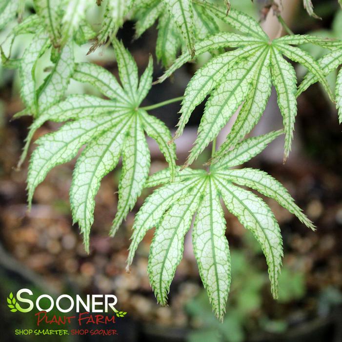 WHITE PEACHES UPRIGHT JAPANESE MAPLE