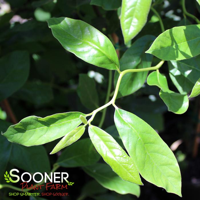 ZYDECO TWIST BLACKGUM