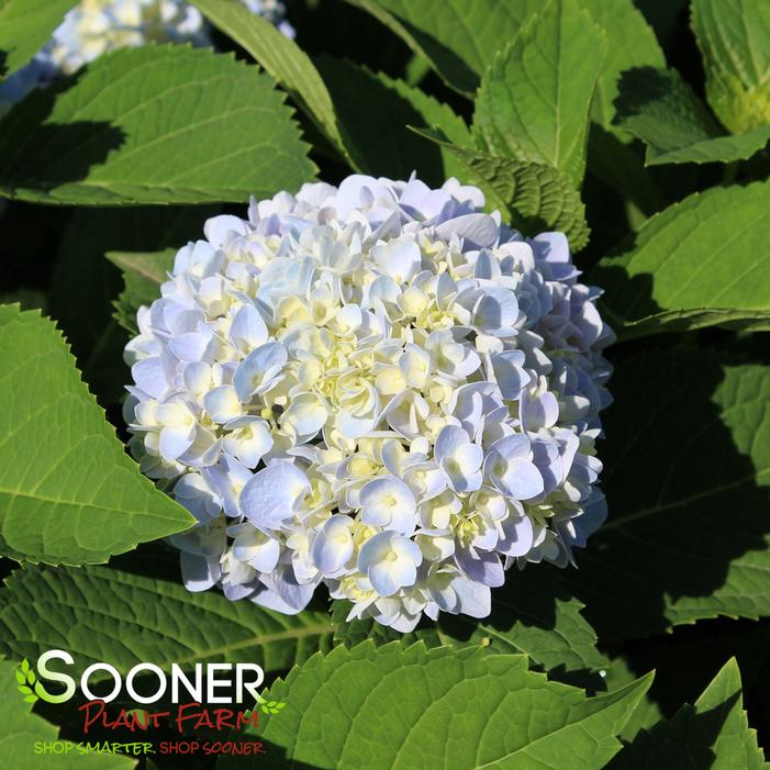 iBLOOM® AZURE SKIES™ HYDRANGEA