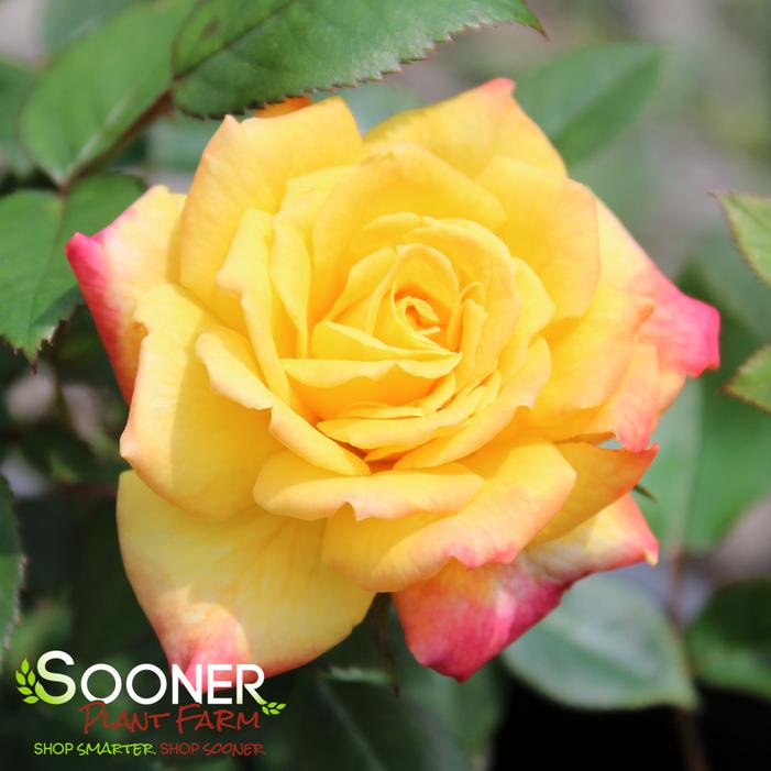 RAINBOW'S END™ MINIATURE ROSE