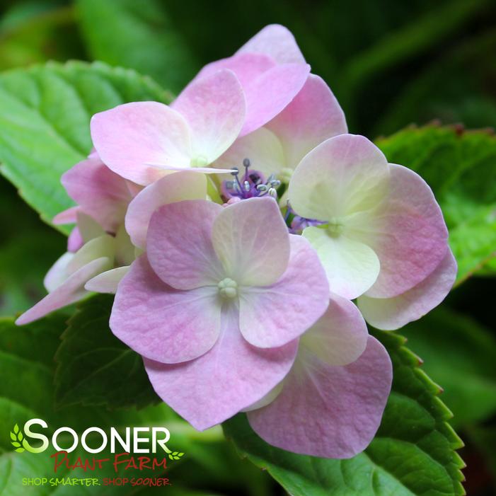 FROGGIE™ HYDRANGEA