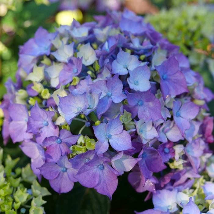 LET'S DANCE LOVEABLE® HYDRANGEA