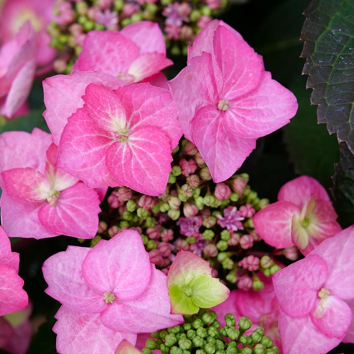 TUFF STUFF TOP FUN® HYDRANGEA