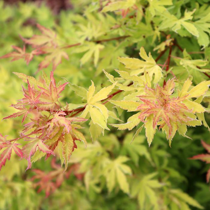 METAMORPHOSA® UPRIGHT JAPANESE MAPLE