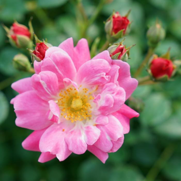 OSO EASY® DOUBLE PINK ROSE