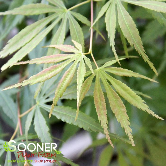 ORANGE FLAME UPRIGHT JAPANESE MAPLE