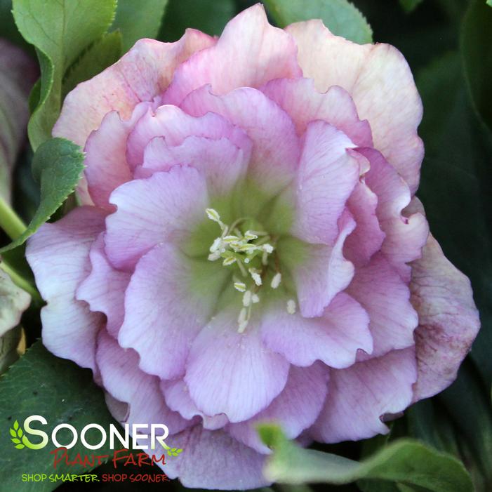 WEDDING PARTY® MAID OF HONOR LENTEN ROSE