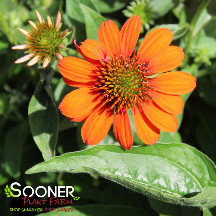 SOMBRERO® ADOBE ORANGE CONEFLOWER