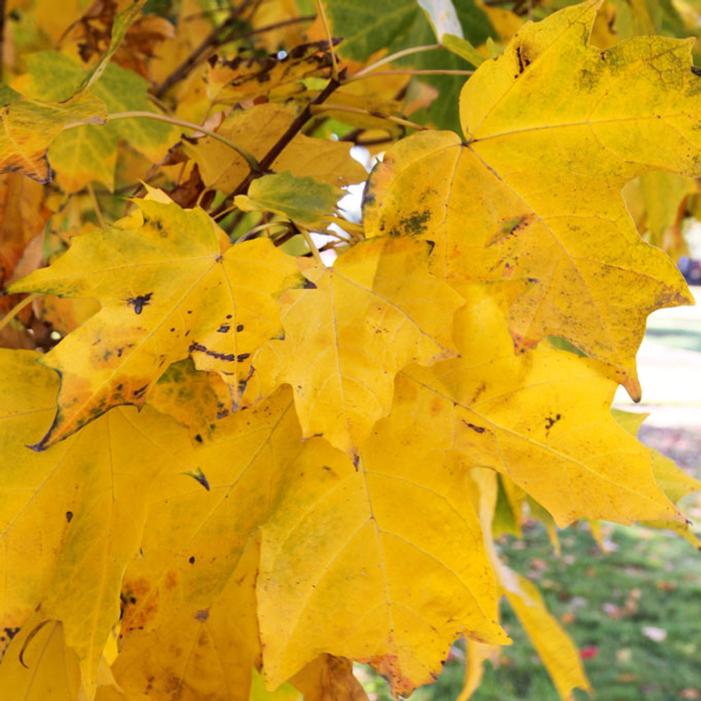 SUGAR CONE SUGAR MAPLE