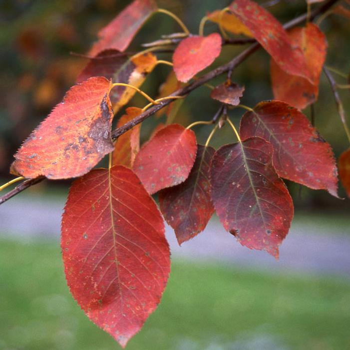 SPRING FLURRY® SERVICEBERRY