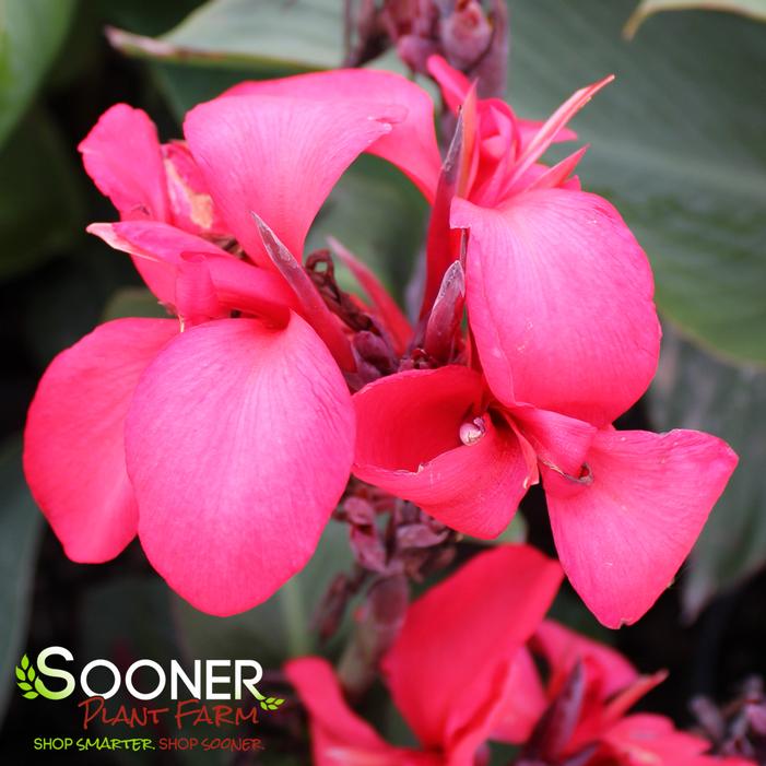 CANNOVA® ROSE CANNA