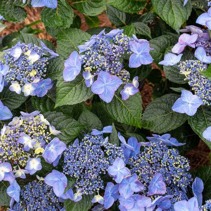 ENDLESS SUMMER® POP STAR® HYDRANGEA