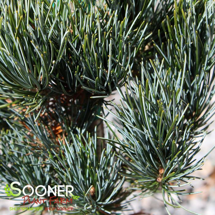 BLUE SHORT-NEEDLED JAPANESE WHITE PINE