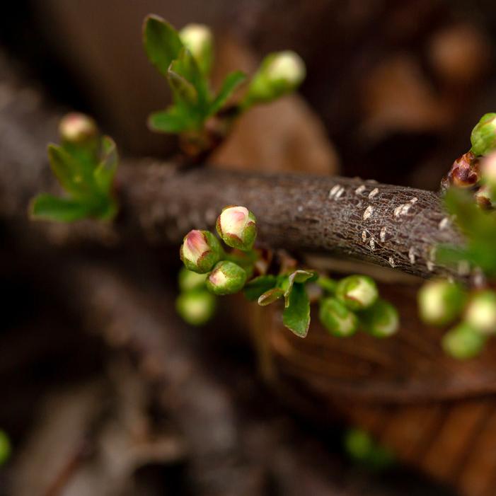 JADE PARADE® SAND CHERRY