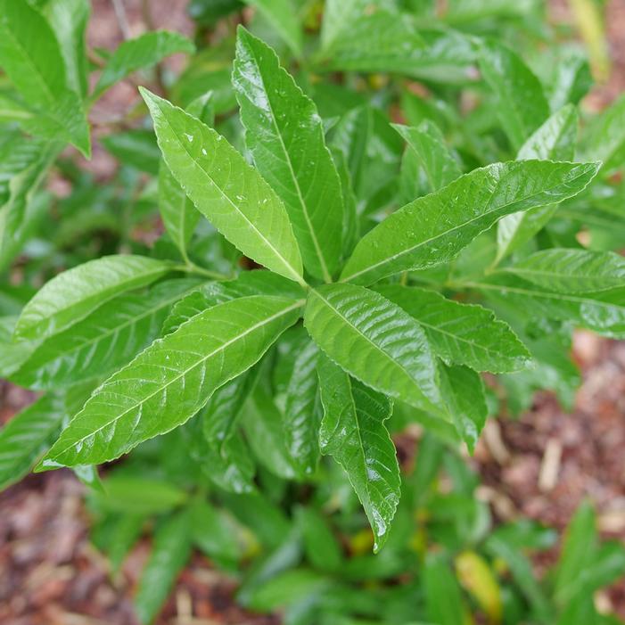 YARDLINE™ VIBURNUM