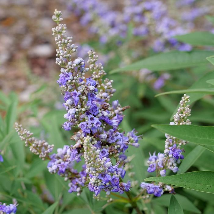 ROCK STEADY® CHASTE TREE