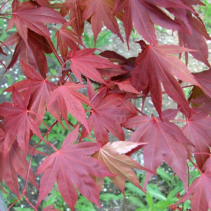 SAMURAI SWORD™ UPRIGHT JAPANESE MAPLE