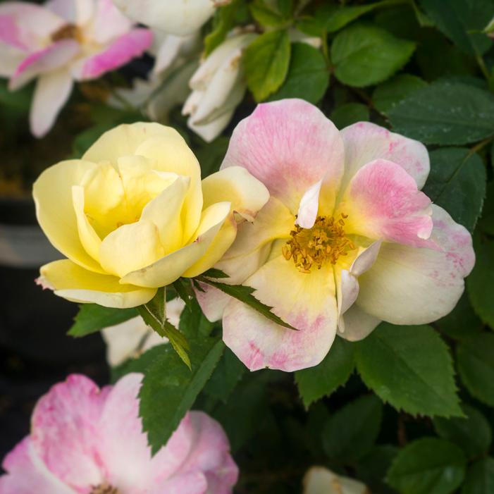 PEACH LEMONADE® SHRUB ROSE