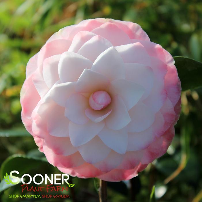 NUCCIO'S PEARL CAMELLIA
