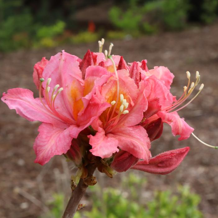 SWEET REWARD™ PINK DECIDUOUS AZALEA