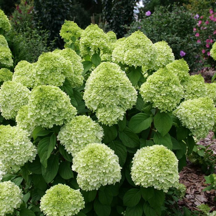 POWERBALL™ HYDRANGEA