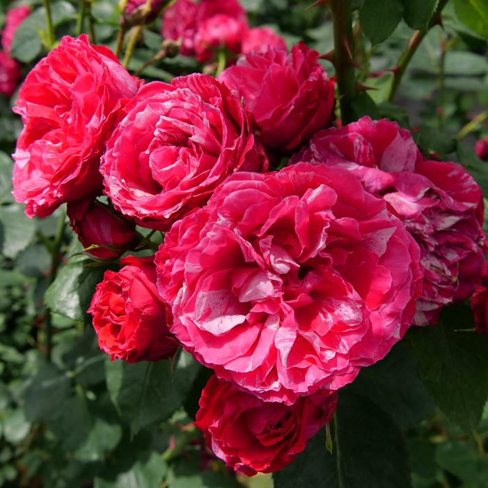 OSO EASY RED STRIPE™ ROSE