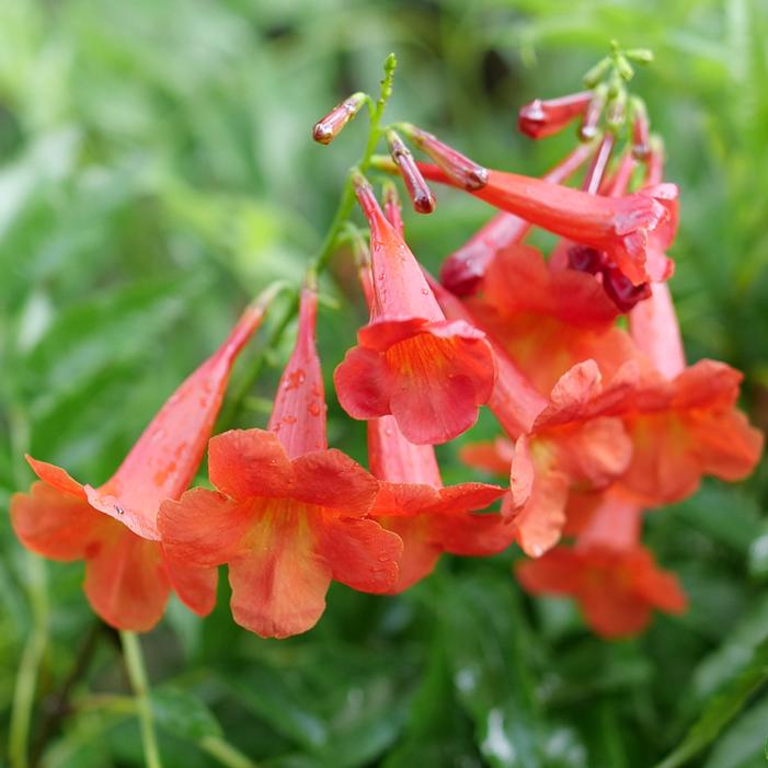 CHICKLET® RED ESPERANZA