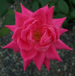 DOUBLE PINK KNOCK OUT® ROSE