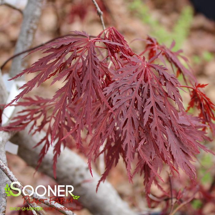 RED SELECT WEEPING JAPANESE MAPLE