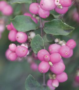 AMETHYST™ CORALBERRY