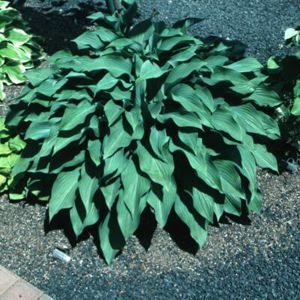 KROSSA REGAL HOSTA