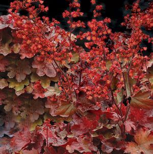 CHERRY COLA CORAL BELLS