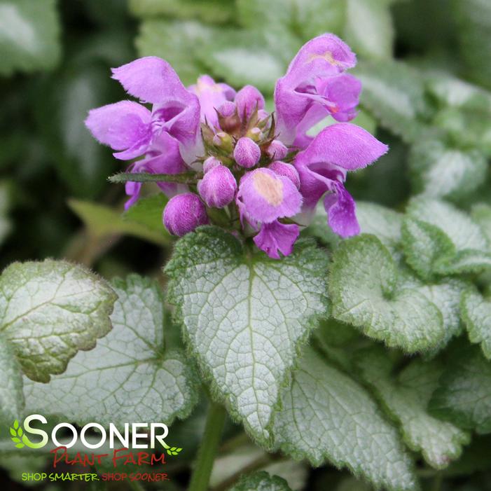 ORCHID FROST SPOTTED DEADNETTLE