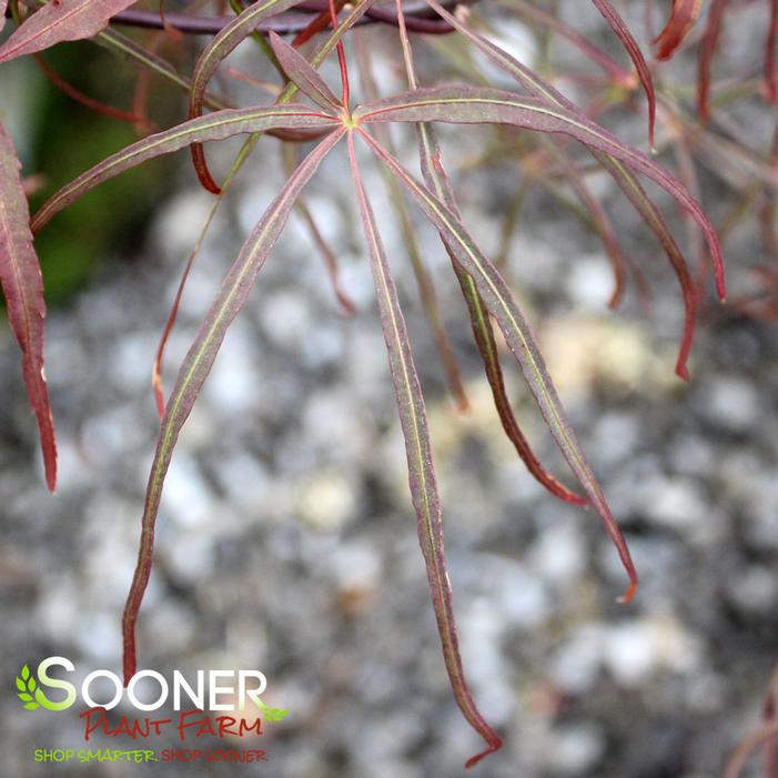 HUBB'S RED WILLOW UPRIGHT JAPANESE MAPLE