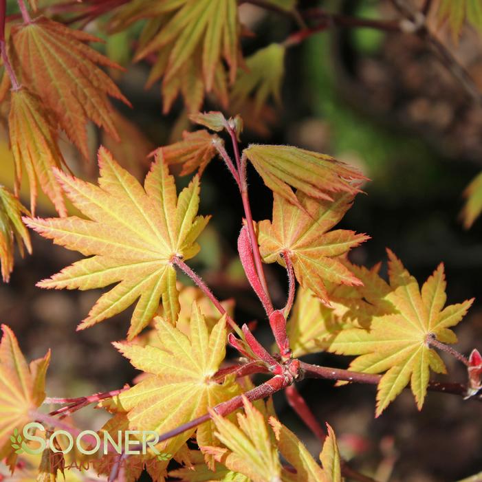 AUTUMN MOON UPRIGHT JAPANESE MAPLE