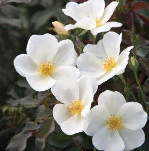 WHITE OUT KNOCK OUT® ROSE