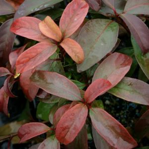 HANDSOME DEVIL® VIBURNUM