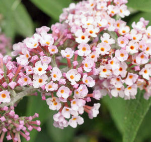 INSPIRED PINK® BUTTERFLY BUSH