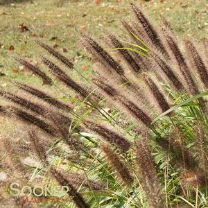 BLACK FOUNTAIN GRASS