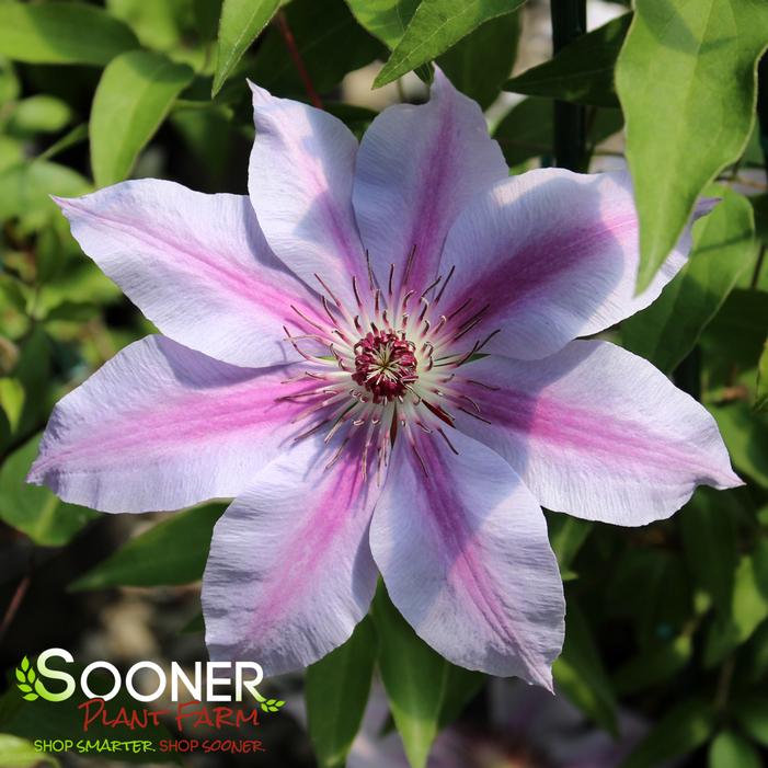NELLY MOSER CLEMATIS