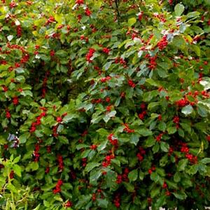WILDFIRE™ WINTERBERRY HOLLY