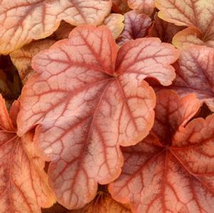 COPPER CASCADE FOAMY BELLS