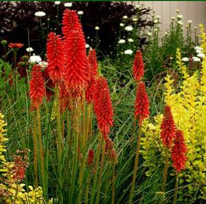 REDHOT POPSICLE™ RED HOT POKER